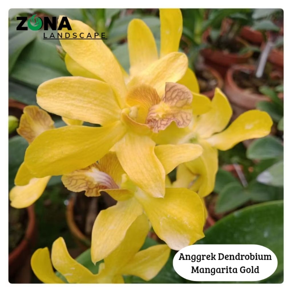 Bunga Anggrek Dendrobium Mangarita Gold (+Pot tanah liat & media) Anggrek dendro import