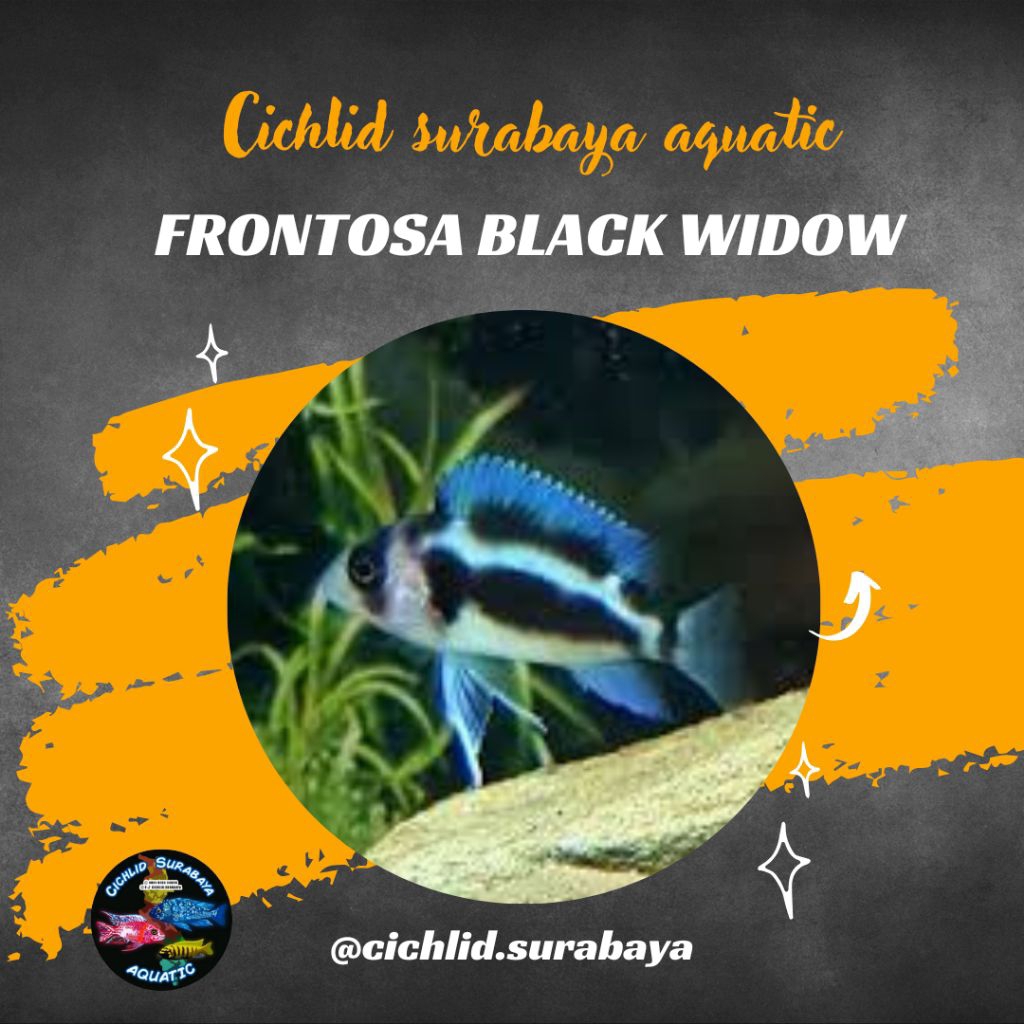Frontosa black widow