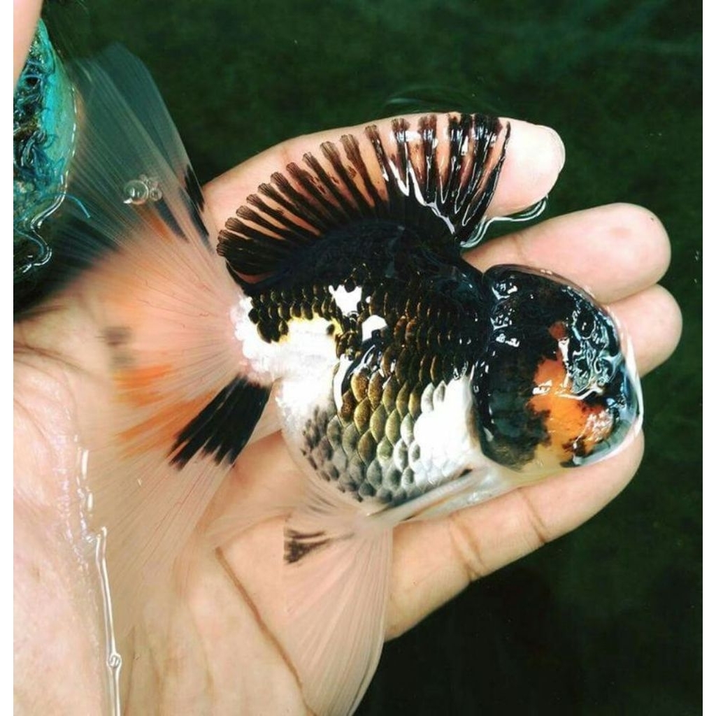 IKAN HIAS MAS KOKI PANDA HIASAN AQUARIUM