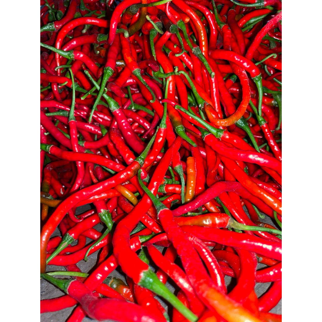 

cabe merah kriting 1kg fresh kualitas premium