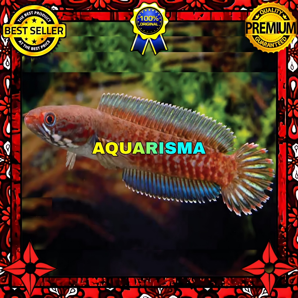 KEBUTUHAN AKUARIUM - SNAKEHEAD CHANNA GABUS RED ANDRAO XHANTIC 6-7 CM