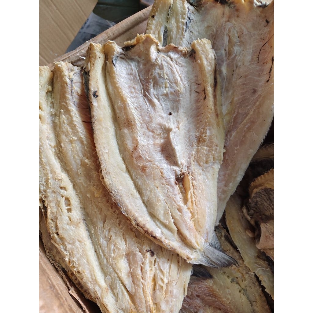 

ikan jambal / ikan gabus laut / bloso / jenggalak kering