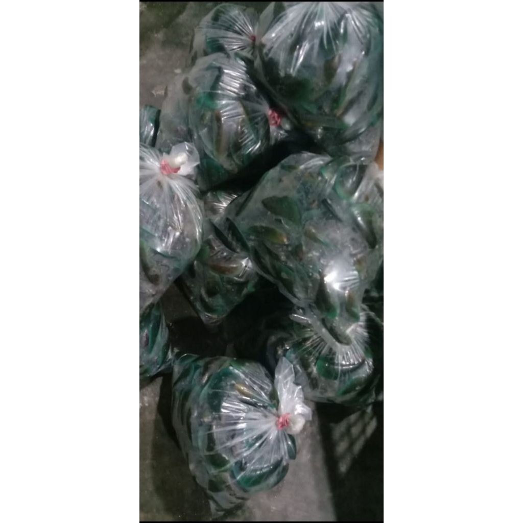 

kerang hijau