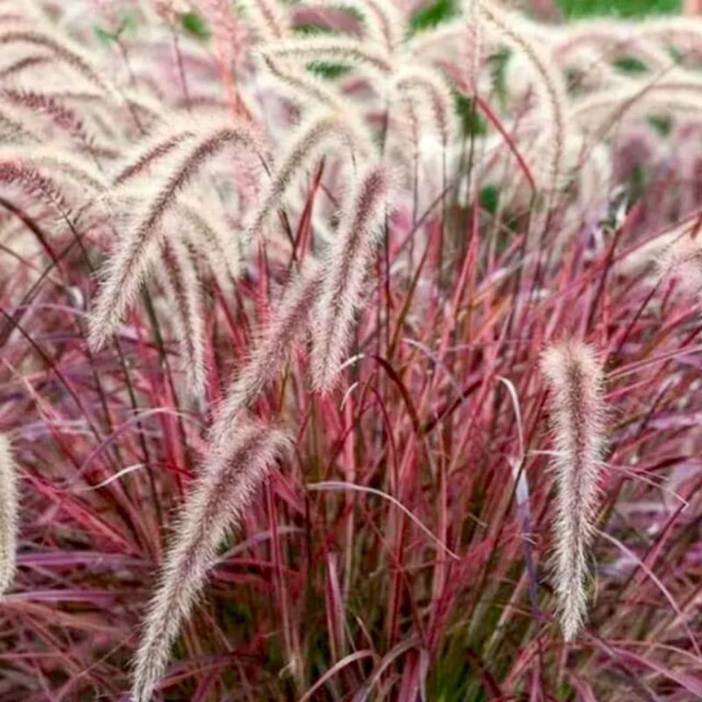 Tanaman Hias Ekor Kuda | Ilalang Merah