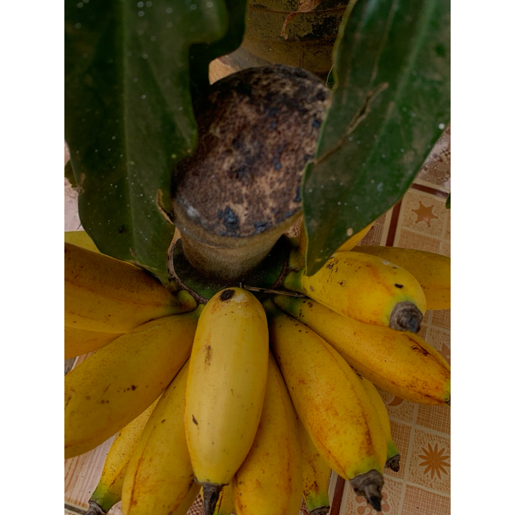 

Pisang molly pisang imut lucu dan enak 1kg