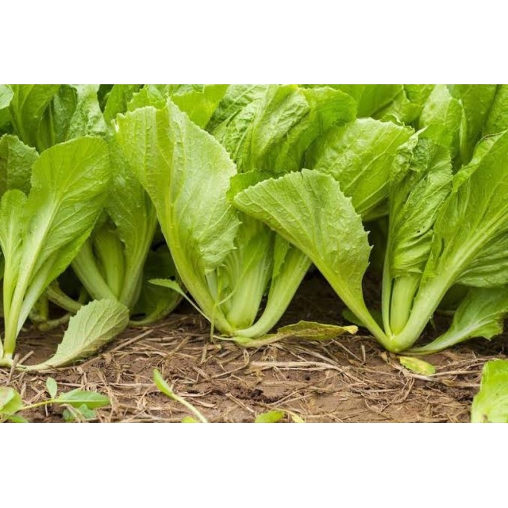 25 BIJI BIBIT BENIH sawi pahit/ Majapahit/ sawi hijau pahit