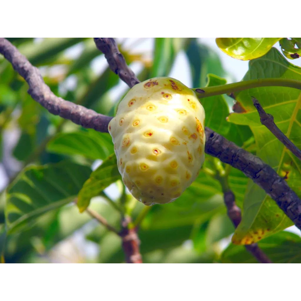 

Buah Mengkudu 1 pcs Organik