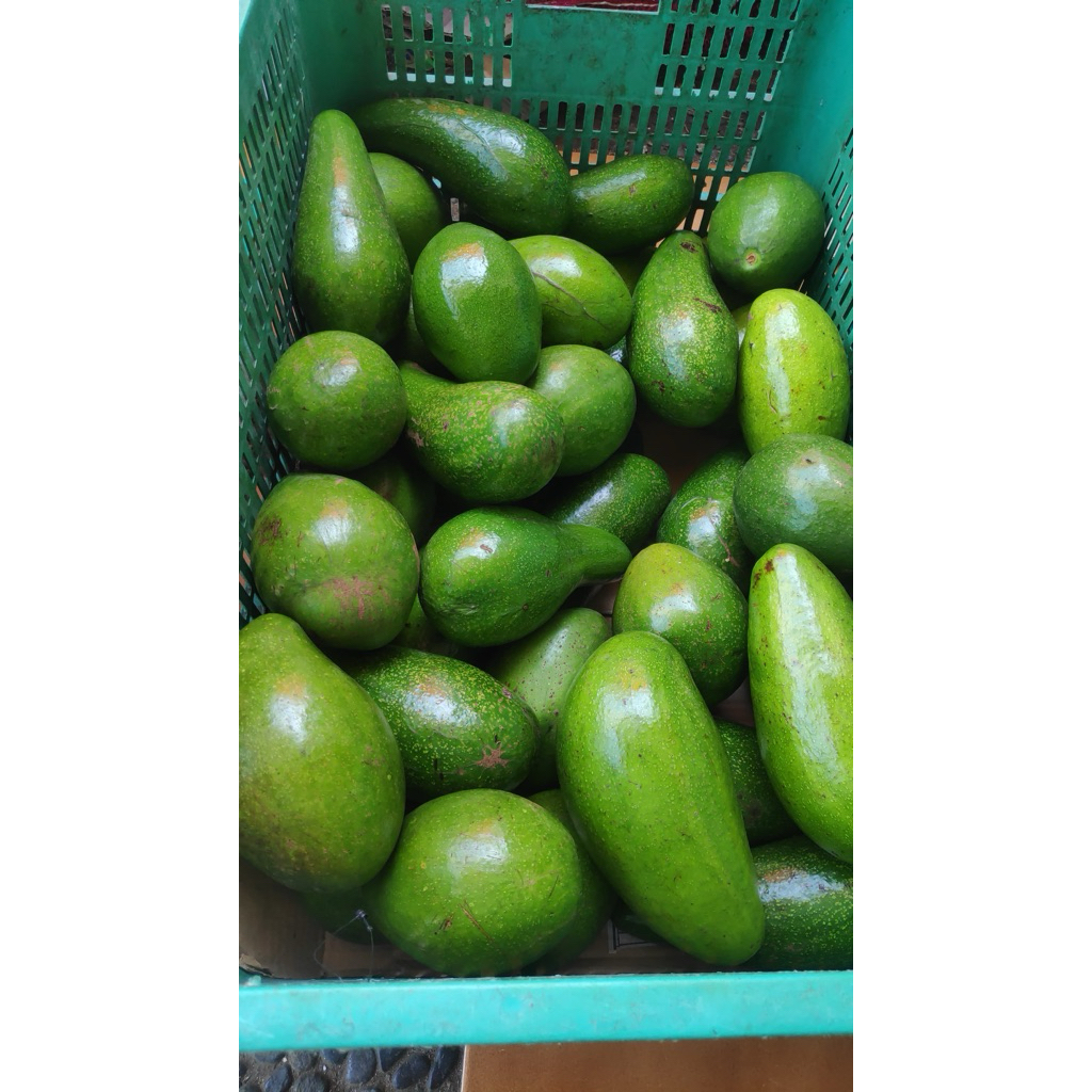 

Alpukat Mentega Premium