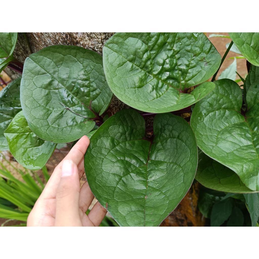 

Daun Binahong Merah Segar langsung petik 100 lembar