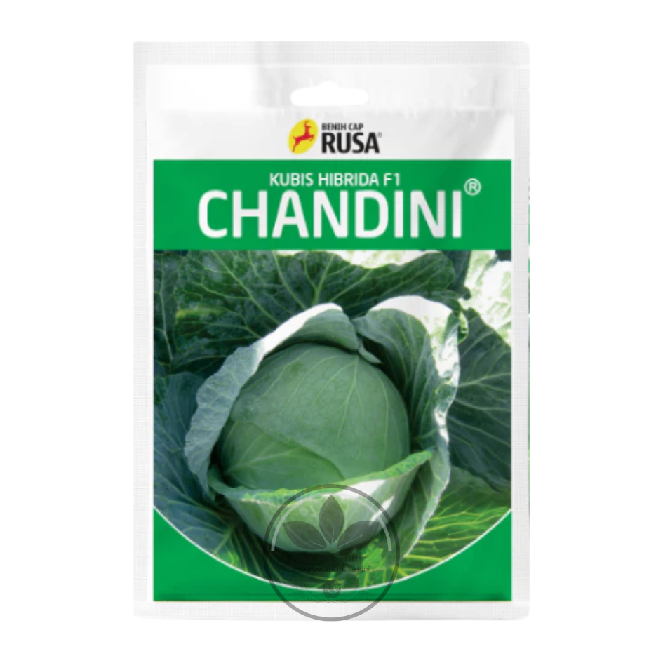 Benih - Benih kubis hibrida F1 CHANDINI isi 10gr dari CAP RUSA (CAP RUSA)