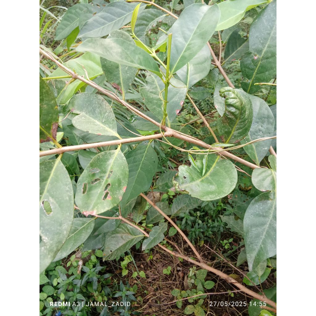 

Daun salam