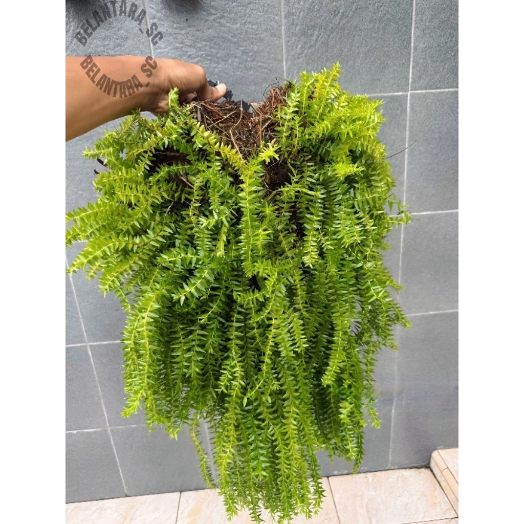 Kumpay gantung +Media Tanam dan kawat cantolan-Tanaman Hias kumpay hutan/Kumpay gantung