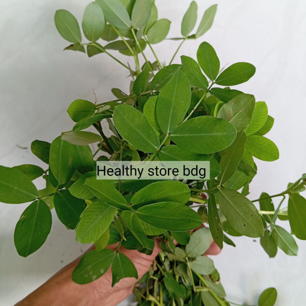 

Daun Landep atau kacangan segar petik langsung 250 gram