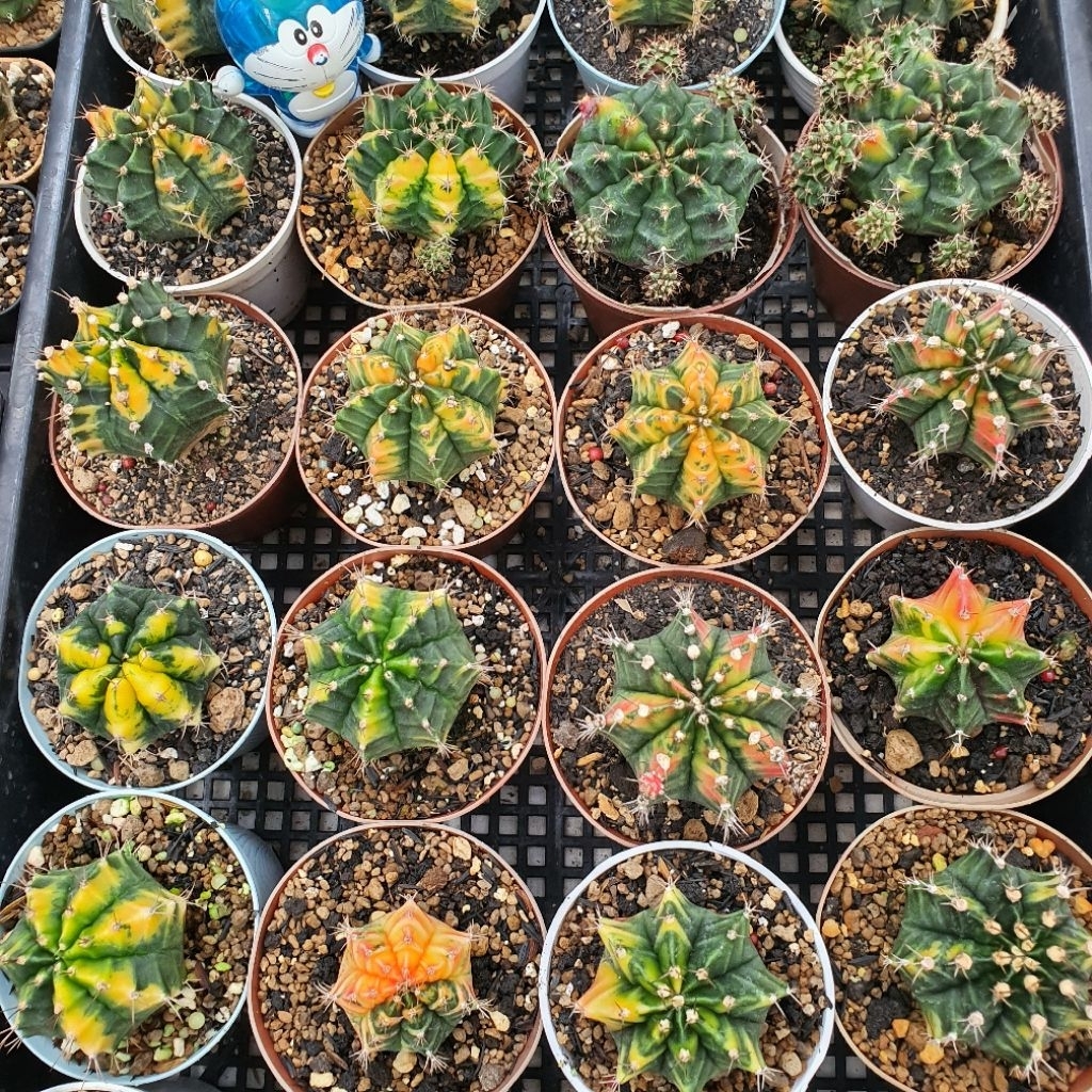 Gymnocalycium Mihanovichii Hybrid Variegata