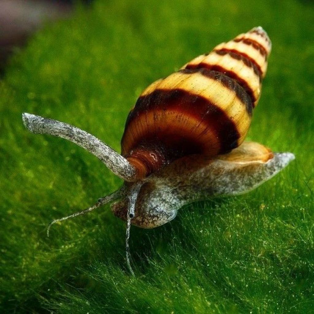 Hiasan Aquarium Keong Turbo/Keong Pembersih Aquarium.