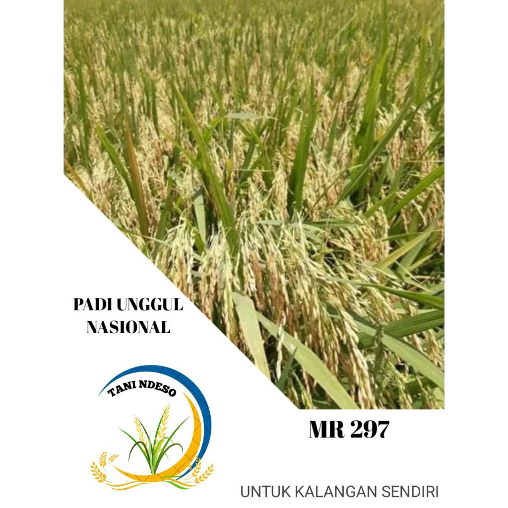 benih padi MR 297 Kemasan 5kg