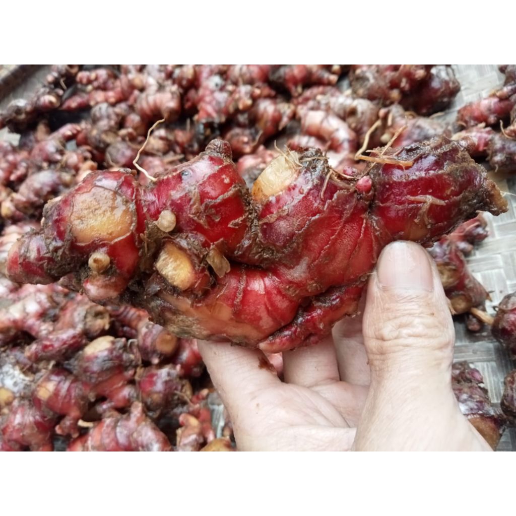 

Jahe Merah Segar 1Kg Kualitas Super