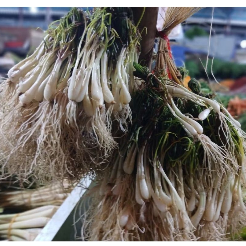 

PER IKAT BAWANG BATAK / LOKIO / BAWANG RAMBUT / BAWANG RAMBA / BAWANG JAMBULAN / HOSAYA