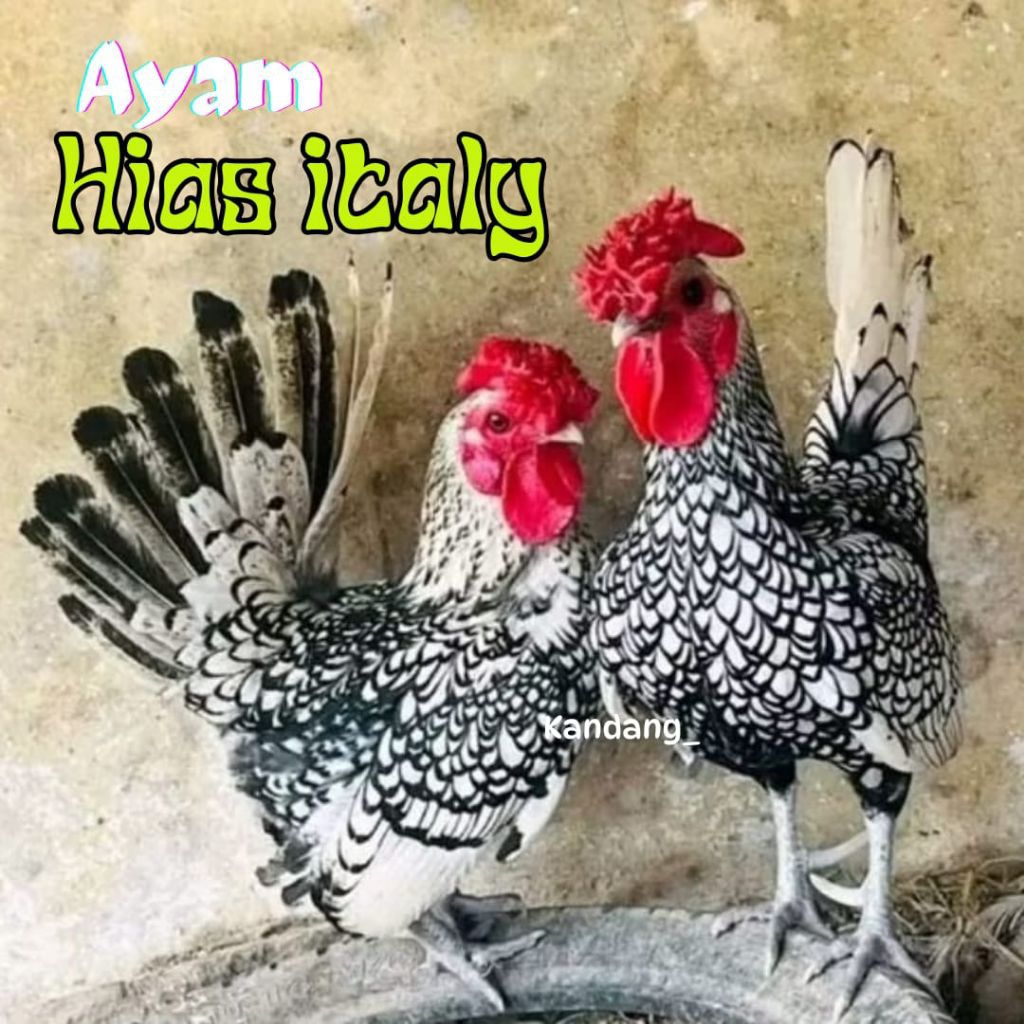 

telur ayam hias italy asli bisa untuk di tetaskan