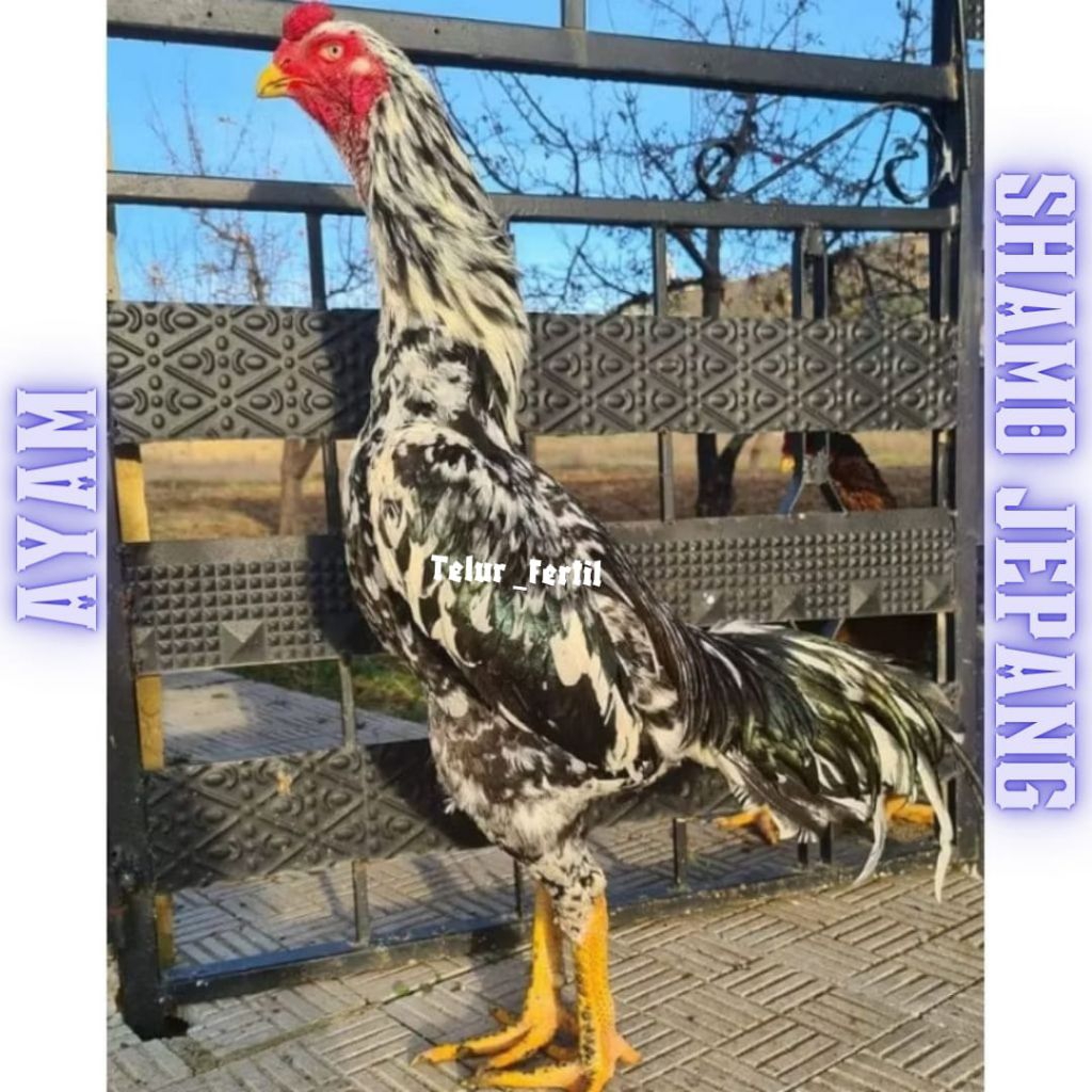 

telur ayam shamo jepang ori petarung bisa untuk di tetaskan