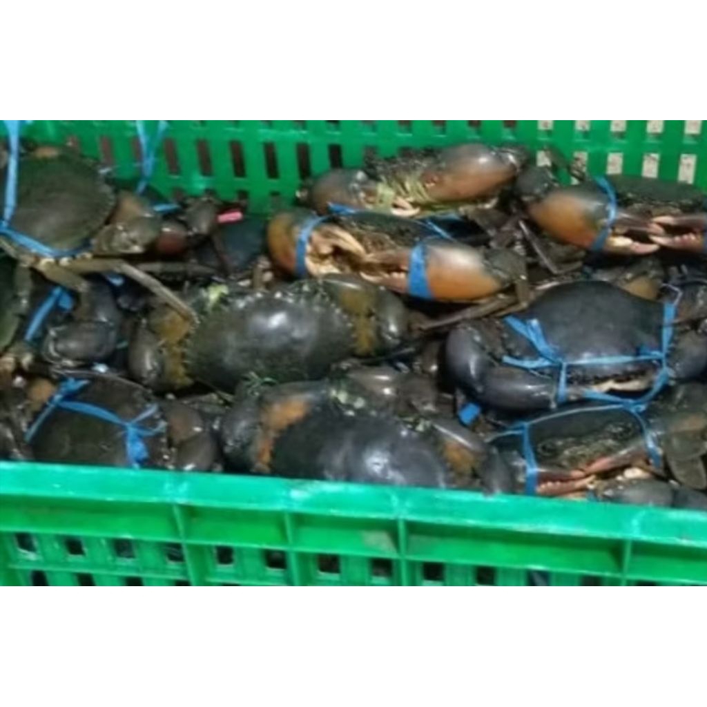 

kepiting hidup/ kepiting bakau hidup/ kepiting pasar flamboyan 1kg