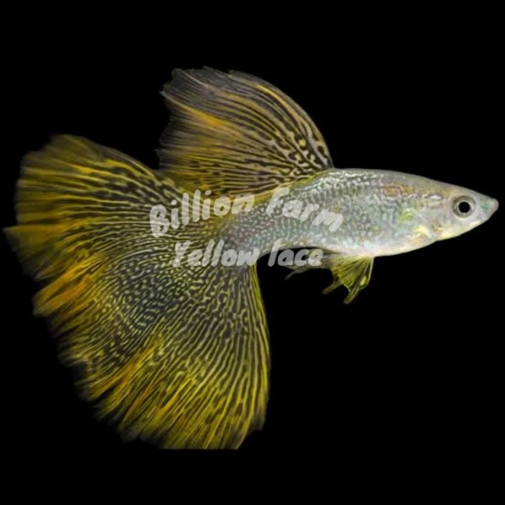 guppy yellow lace hiasan aquarium