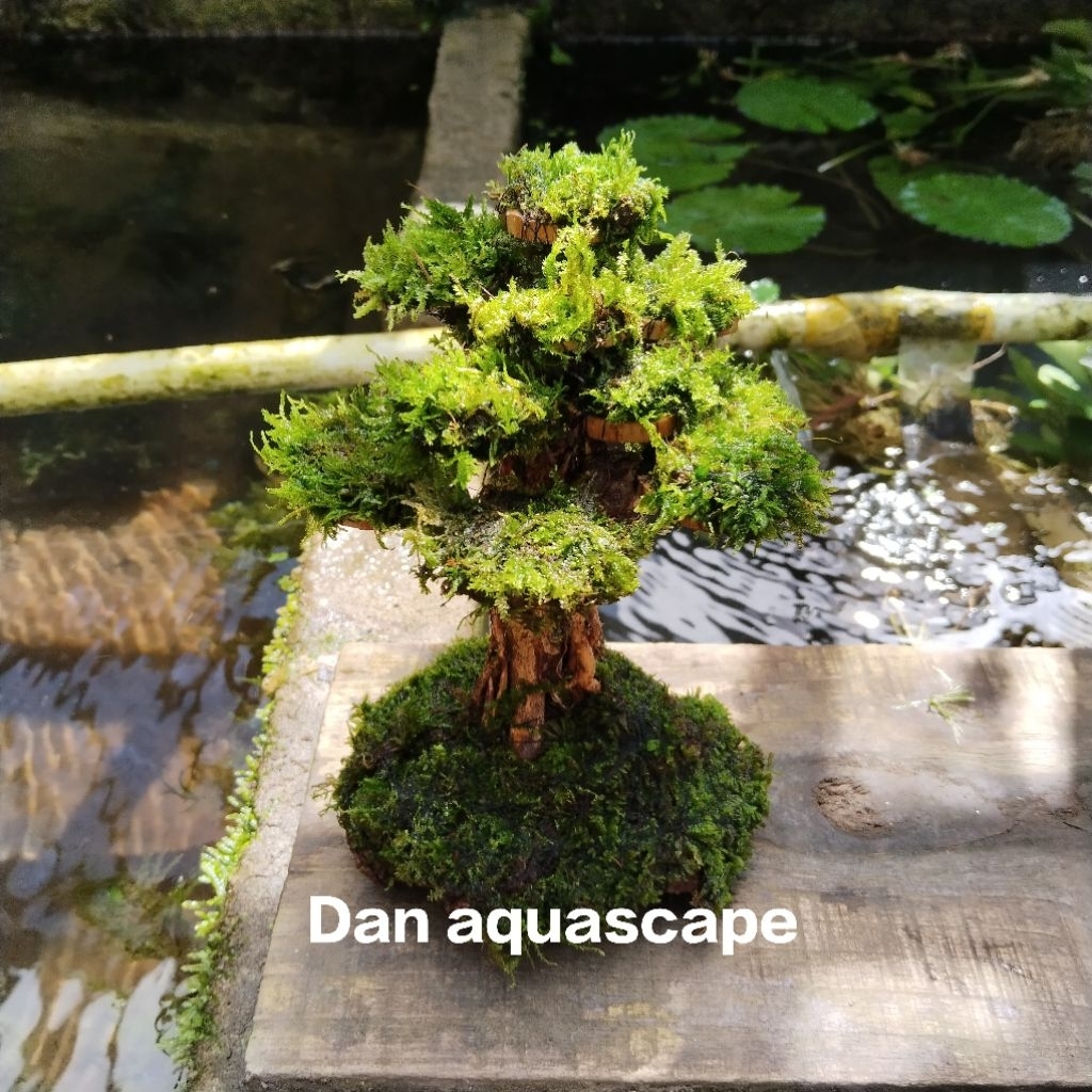 bonsai pohon aquascape