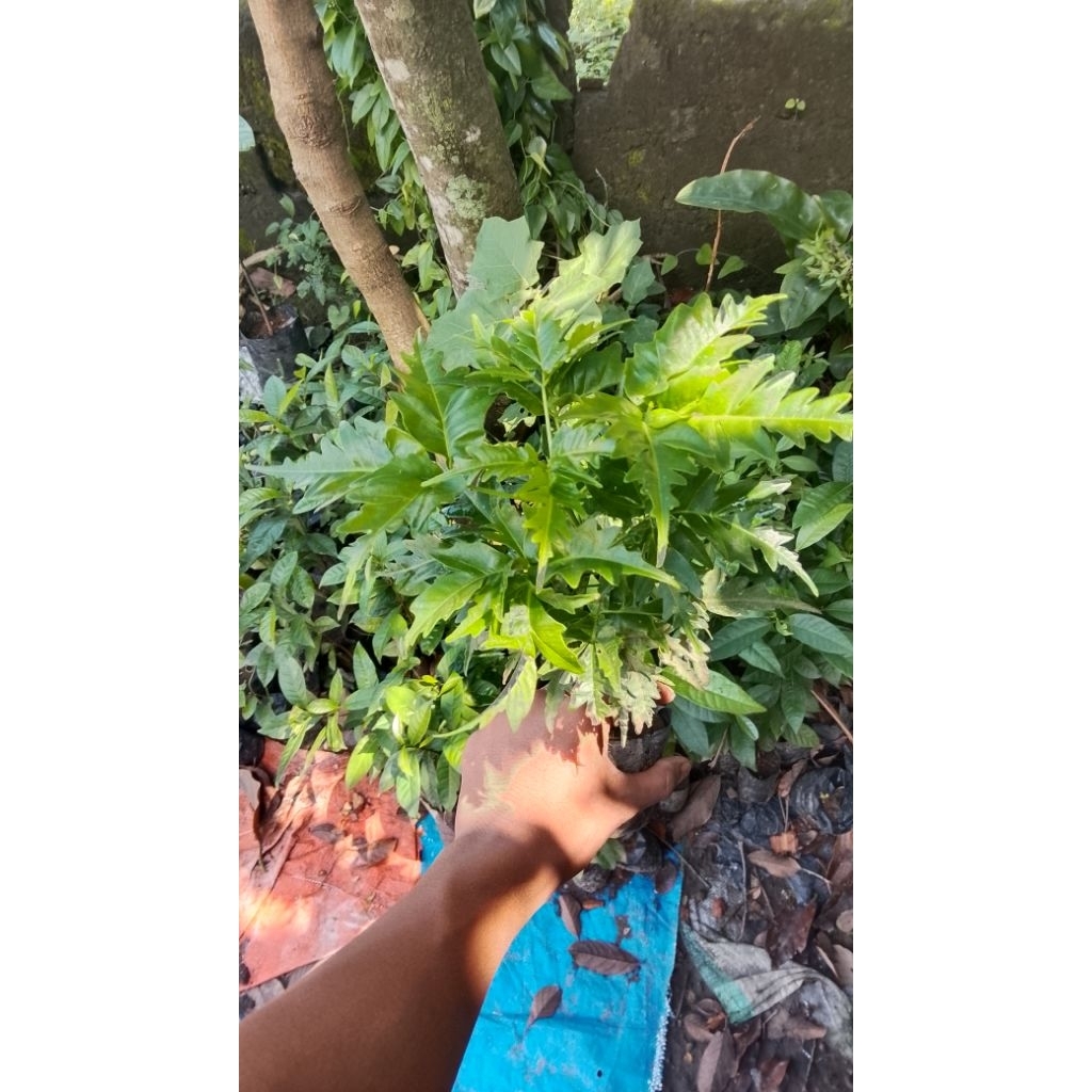 (beli 5 gratis 1) bibit tanama daun mimba (herbal) termurah & berkualitas