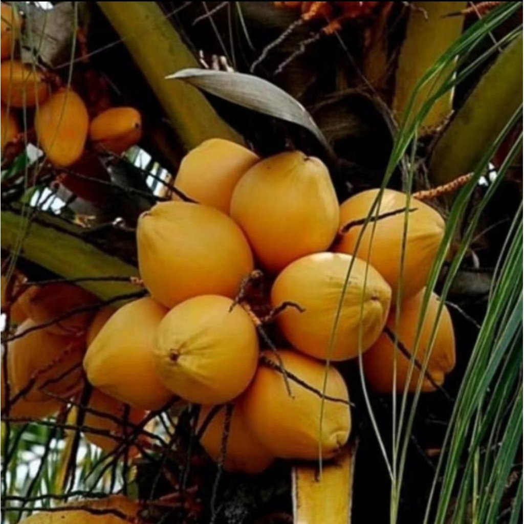 Bibit Kelapa Hibrida Kuning // Kelapa Hibrida Kuning Genjah