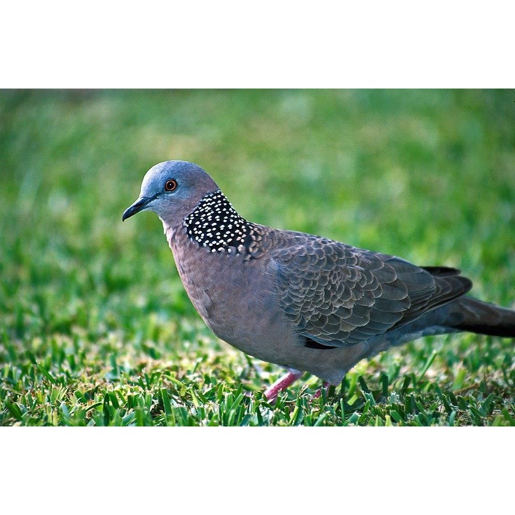 Tekukur kelantan atau Derkuku klantan gacoran