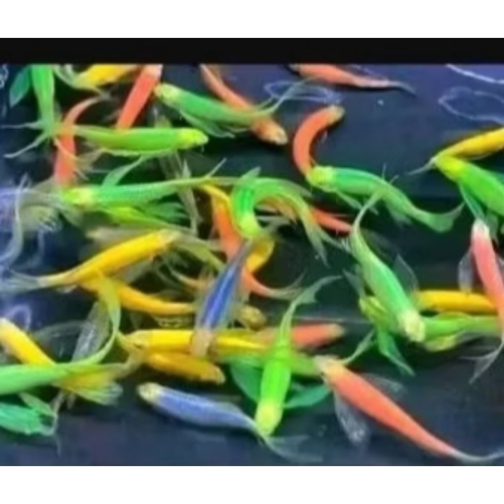 

HIYASAN stiker DANIO Slayer minimal order 10