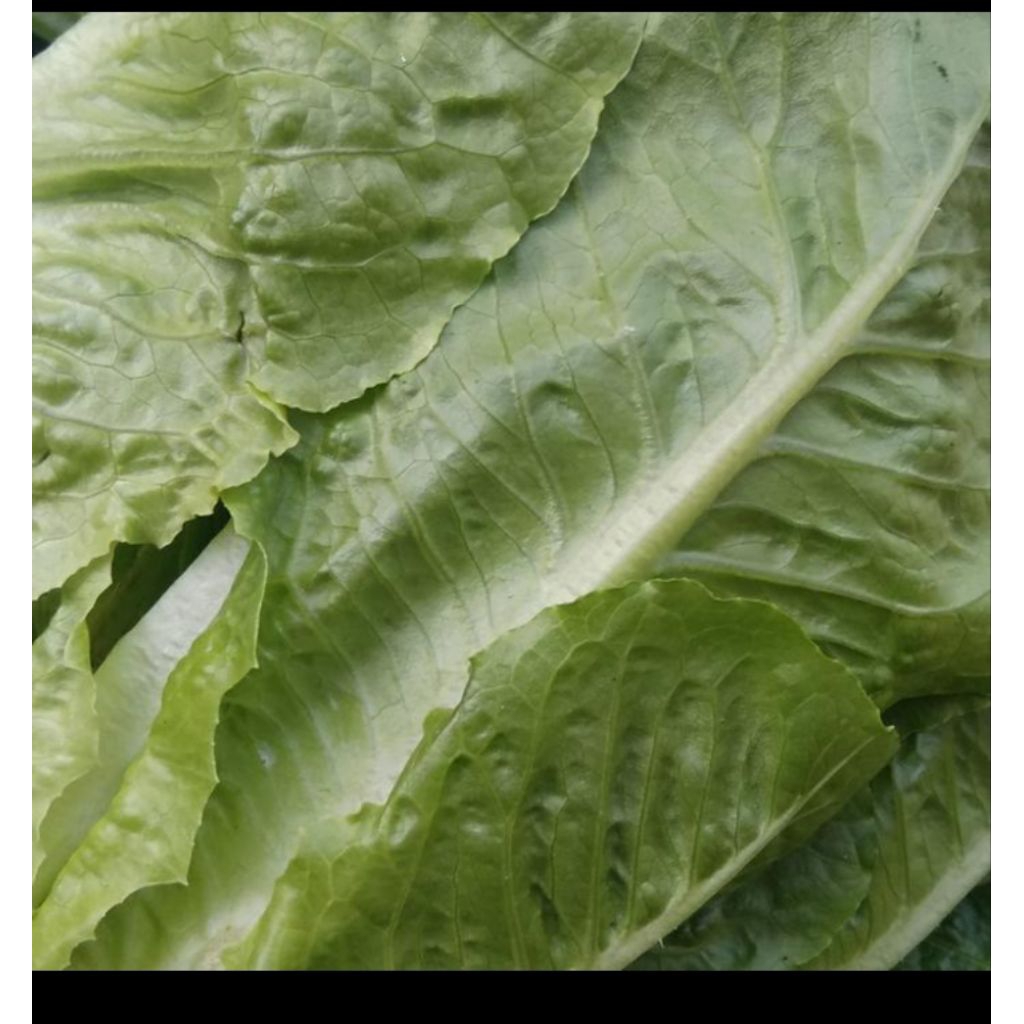 

ROMEN.sayuran fresh 250 gram