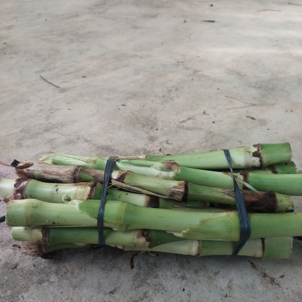 Rumput Super Pakan Ternak  Guatemala