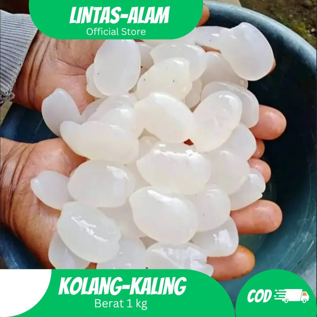 

Promo Kolang kaling mentah 1kg kolang kaling fresh/caruluk/cangkaleng tanpa pengawet