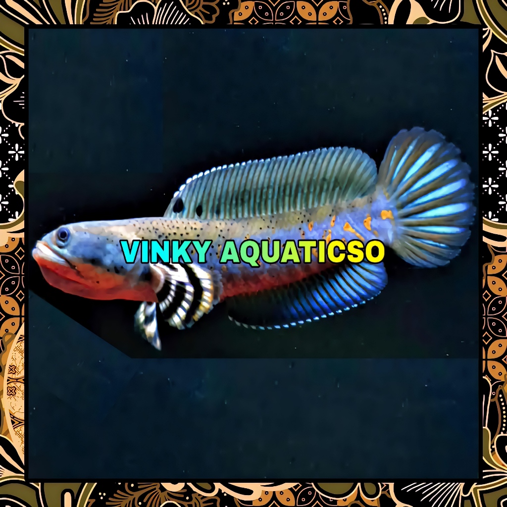 HIASAN CHANNA GABUS SNAKEHEAD GIANT BLUE PULCHRA XHANTIC FULL MOTIF 9-10 CM