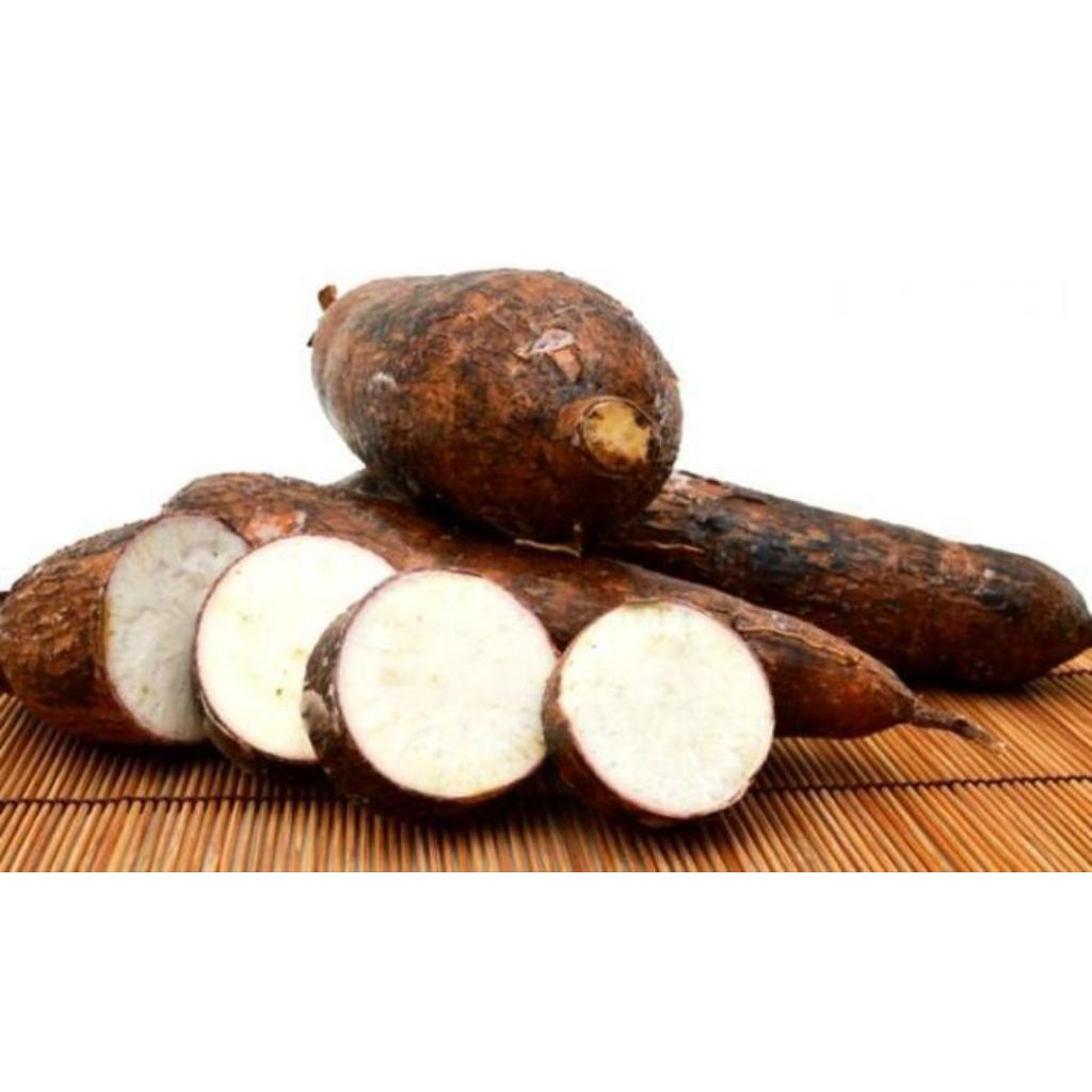 

SINGKONG / UBI SINGKONG / KETELA POHON / POHONG (FRESH)