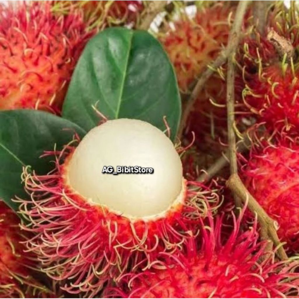 Bibit Rambutan Parakan Hasil Okulasi Cepat Berbuah