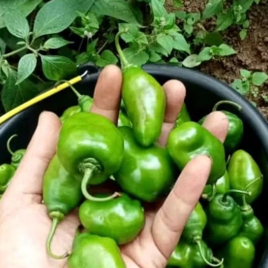 

Cabe gendot fressh dadakan petani 1 kg