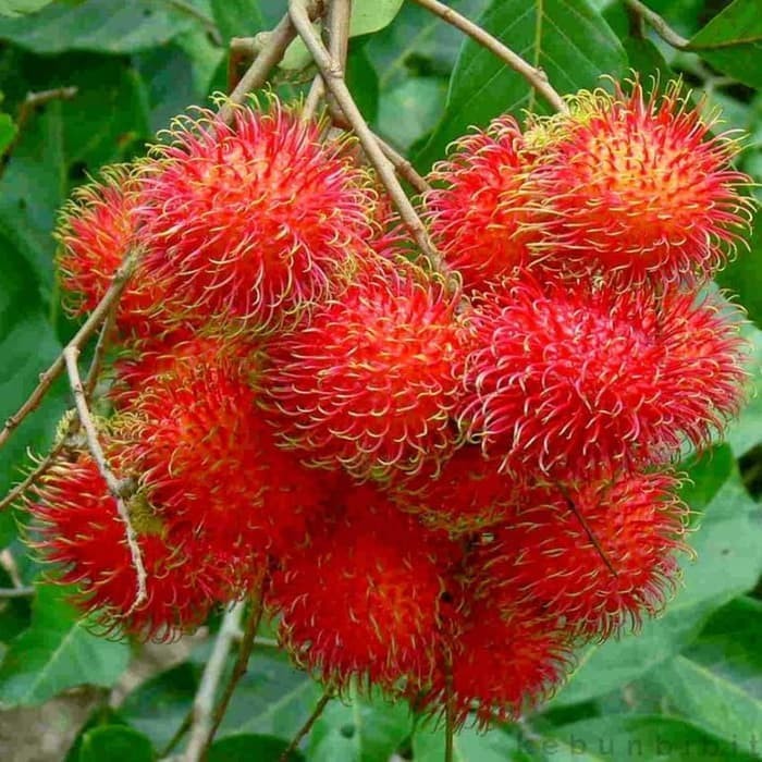 

Buah Rambutan