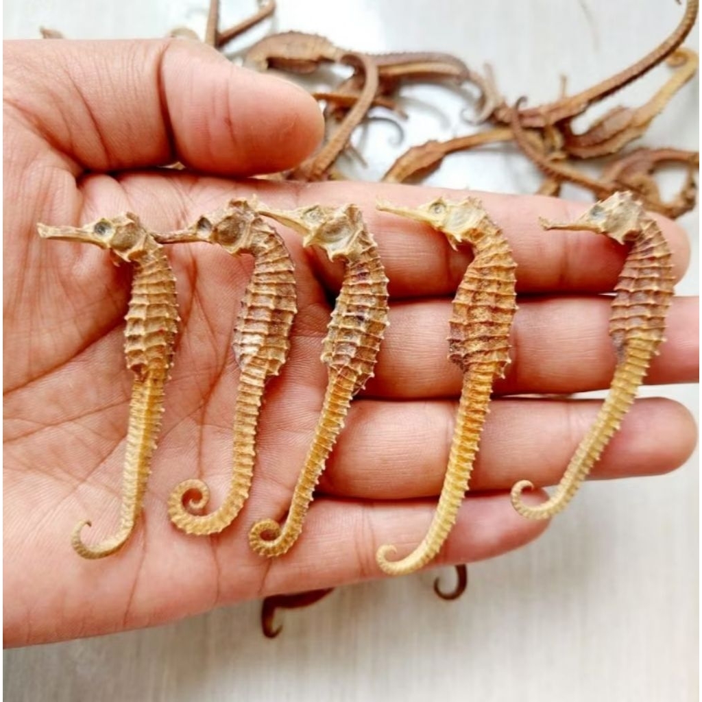 

KUDA LAUT ORIGINAL 3-5 CM PROMO TERMURAH