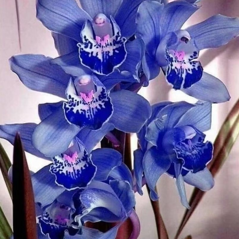 TERLARIS ANGGREK CYMBIDIUM BERBUNGA WANGI (blues x pinky start)