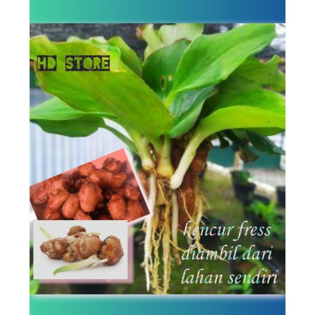 

Kencur Segar Murah 250 gram(COD)