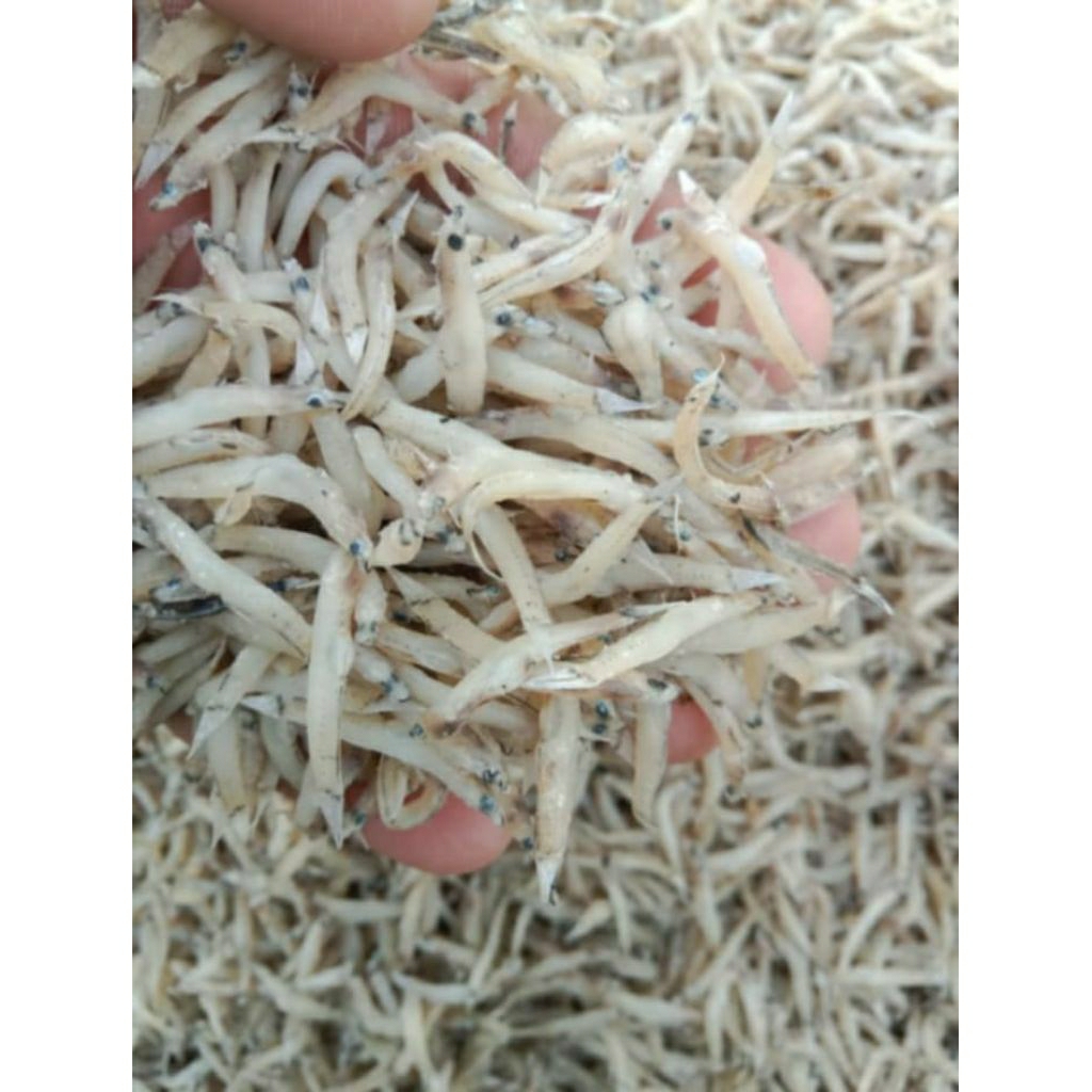 

ikan penja sultan premium