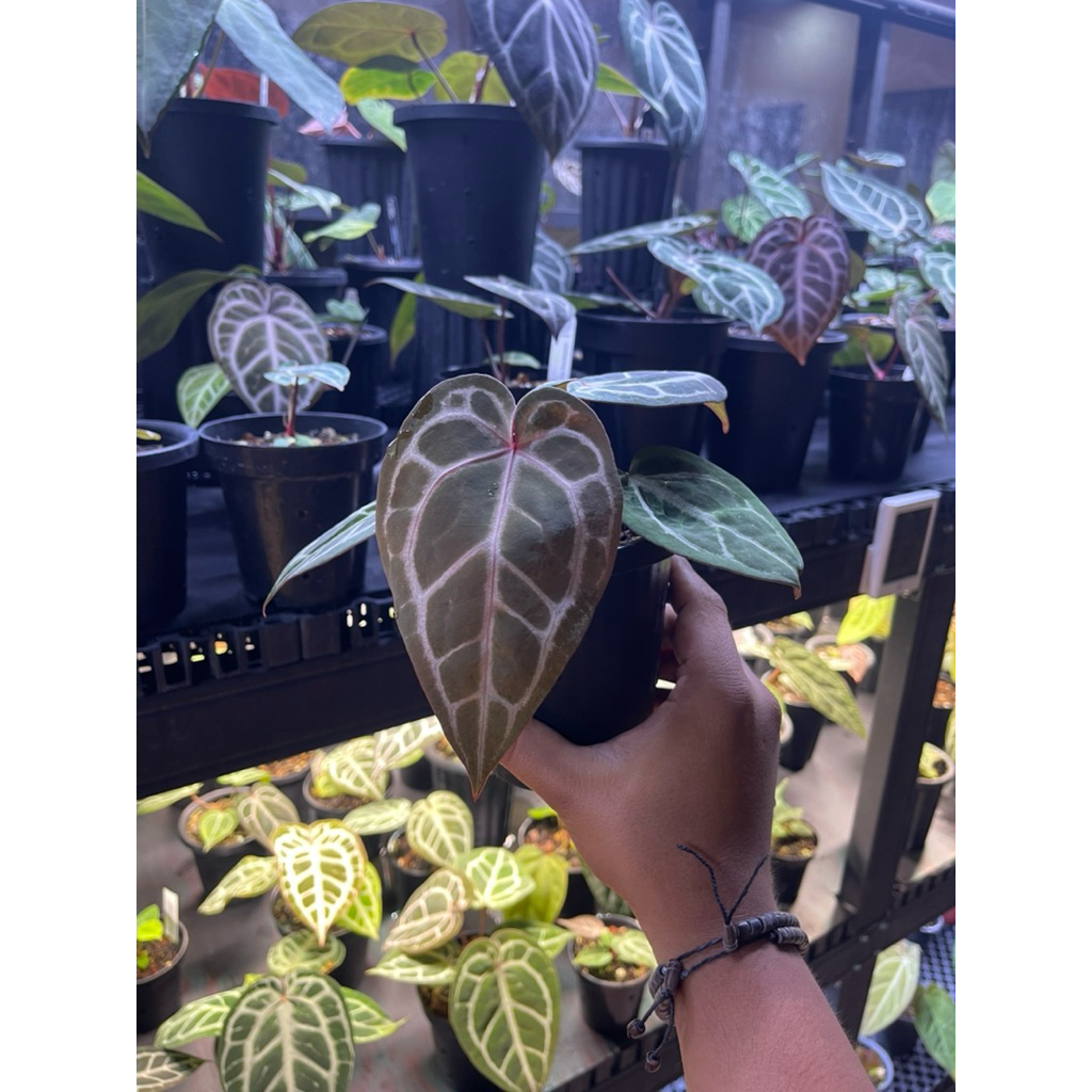 Anthurium Red Crystallinum NSE (OG) Clone