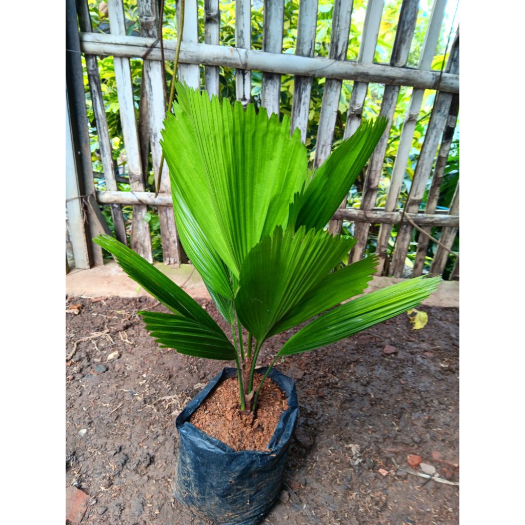 Tanaman Hias Palem Kipas | Bibit Palem Kipas | Pohon Palem Kipas