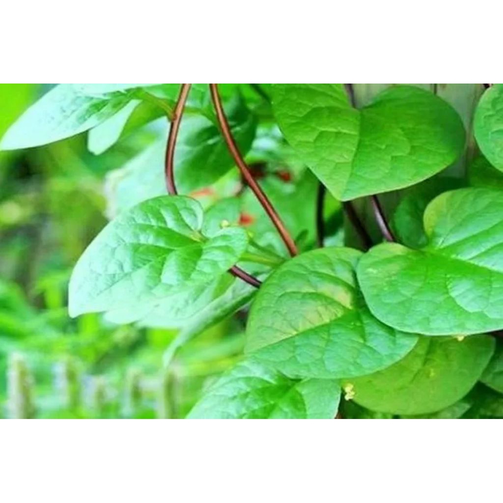 

manpaat daun binahong bagi kesehatan tubuh