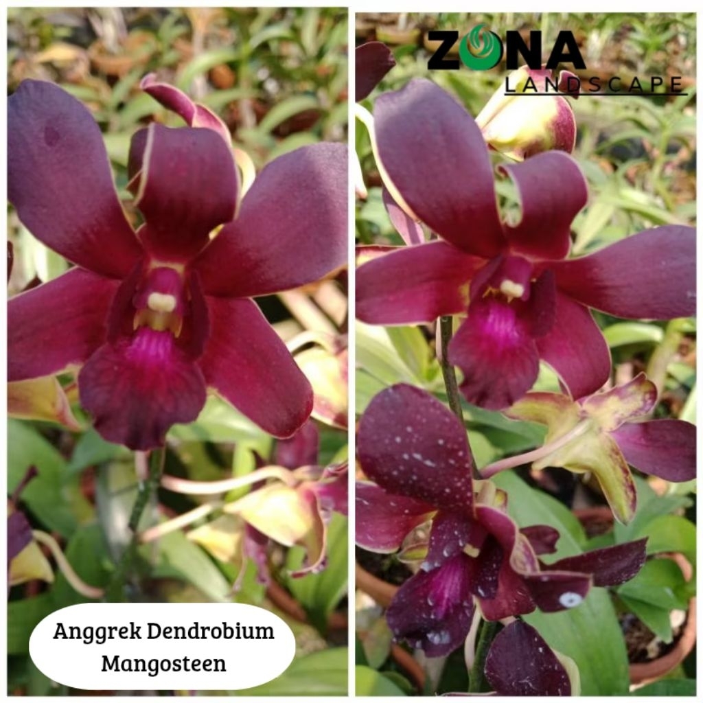Bunga Anggrek Dendrobium Maroon Mangosteen (+Pot Tanah Liat &  Media) Anggrek Dendro Import