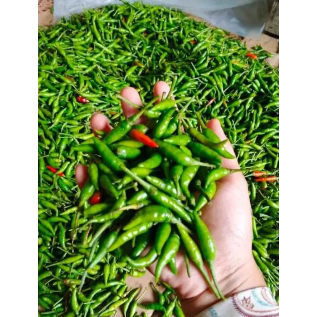 

Cabe rawit super pedas petik dadakan msih fres berat bersih (250grm)