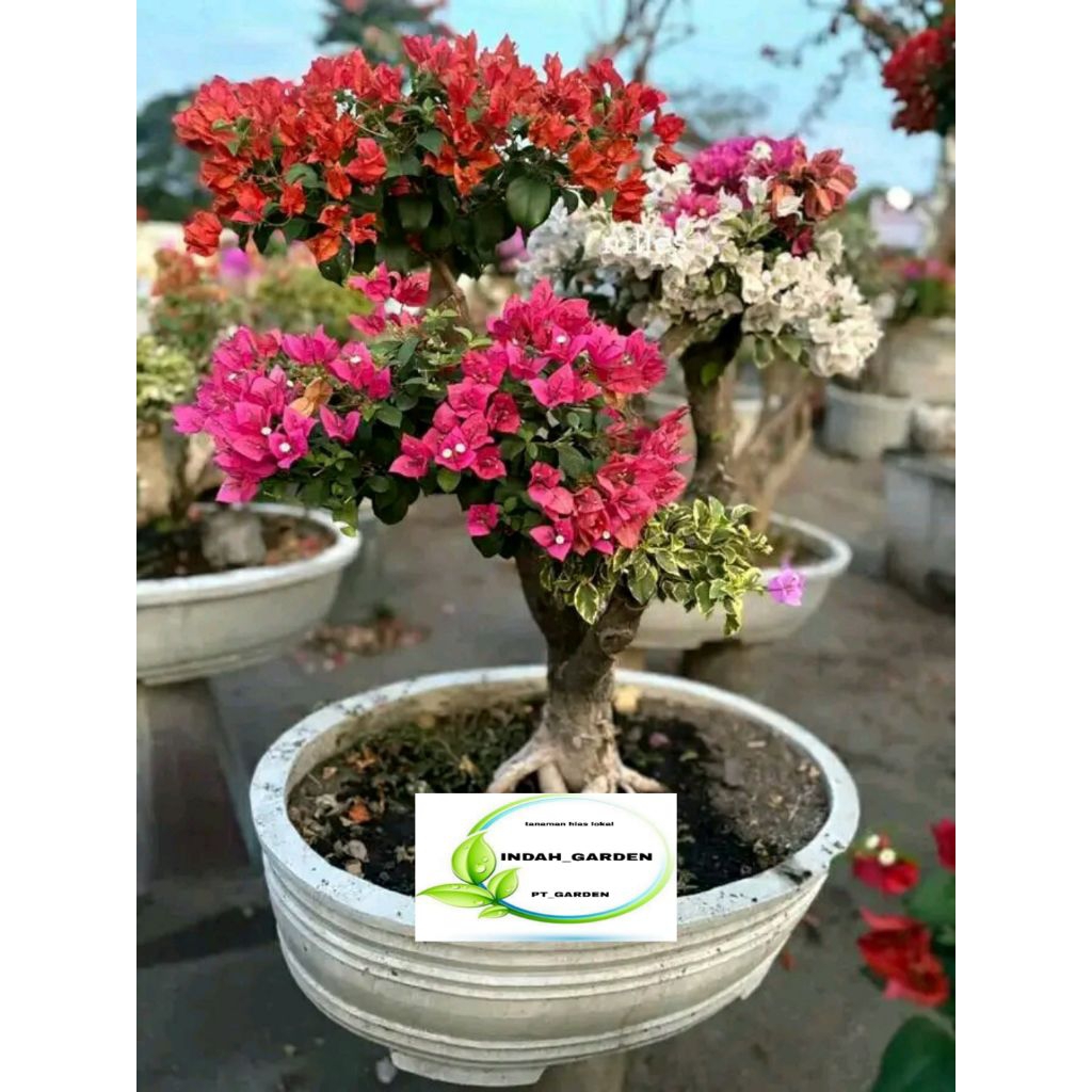 PROMO BUGENVIL BUNGA TUMPUK 3 WARNA BONSAI