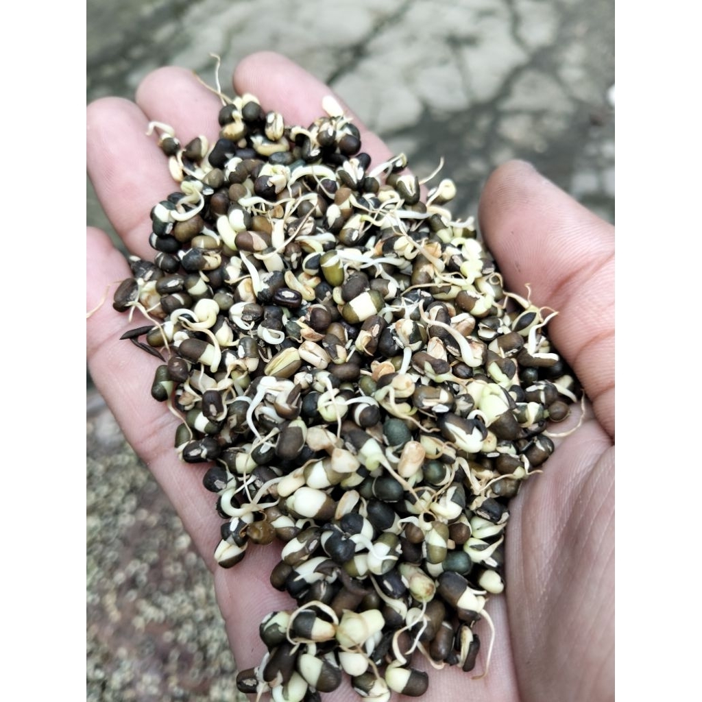 

kacang hijau kacang ijo kulit HITAM ampas rijek afkiran sortiran tauge